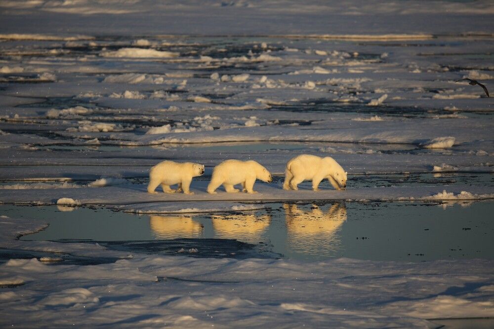 Grönland • Kanada | Nunavut - Klassische Nord-West-Passage und Höhepunkte Westgrönlands